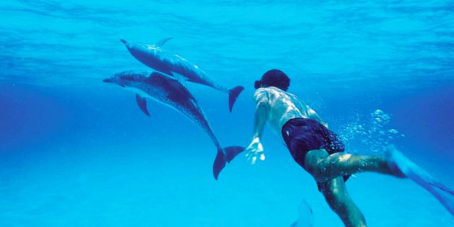 Swim with dolphin 2 5 hour budget trip (5)